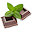 příchut mint chocolate